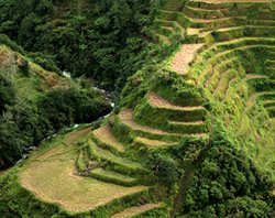 rice_field_web-(3).jpg